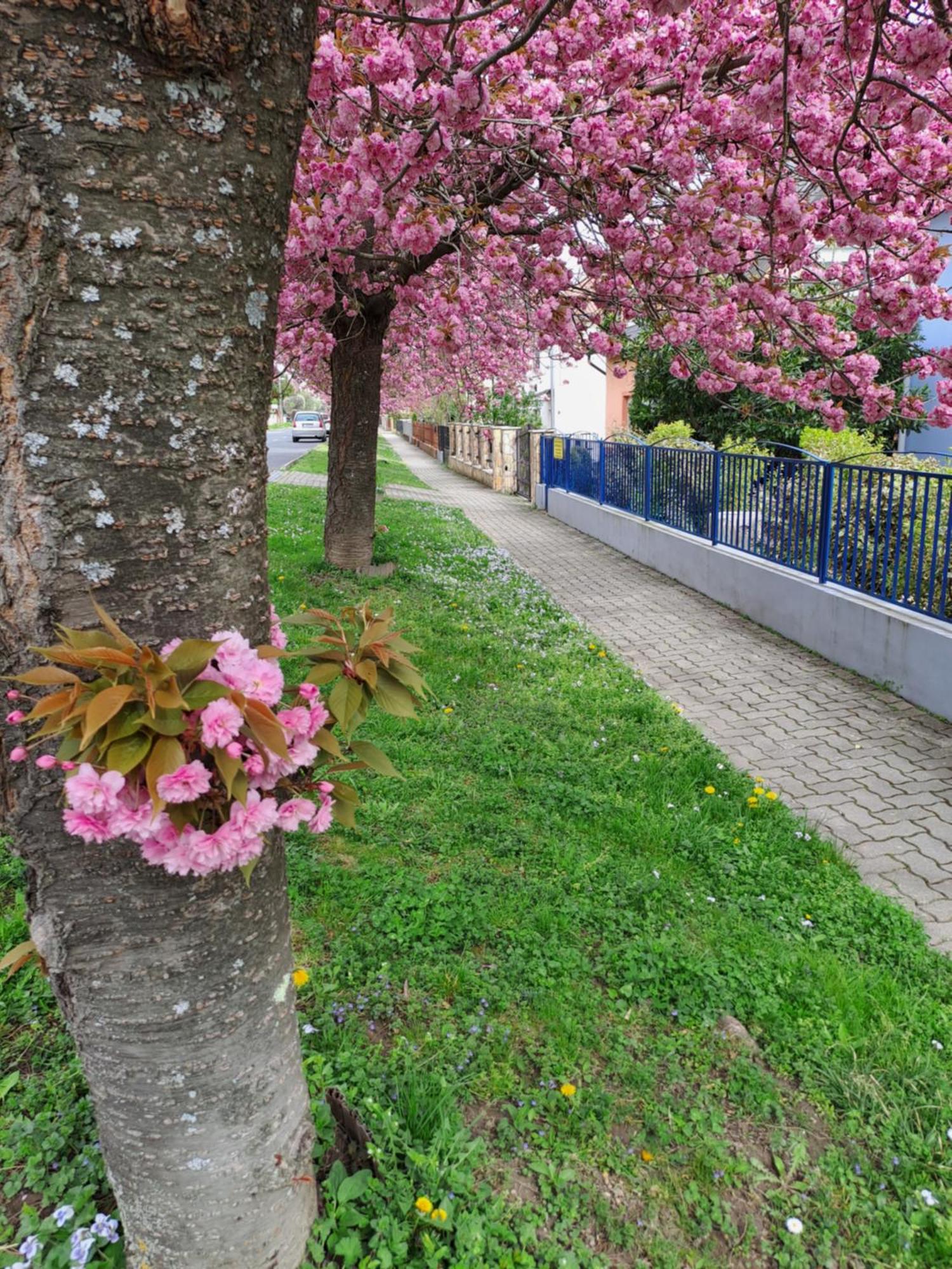Laguna Apartmanhaz Hévíz Εξωτερικό φωτογραφία